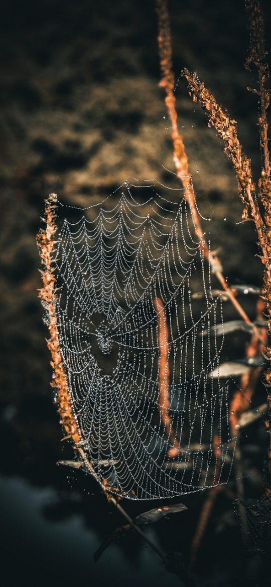 蜘蛛纸牌游戏在线免费玩 蜘蛛纸牌 App 主界面竖屏截图，深紫色背景上排列着十列纸牌，顶部是难度切换按钮和计时器，整体光线偏暗、霓虹粉边点缀